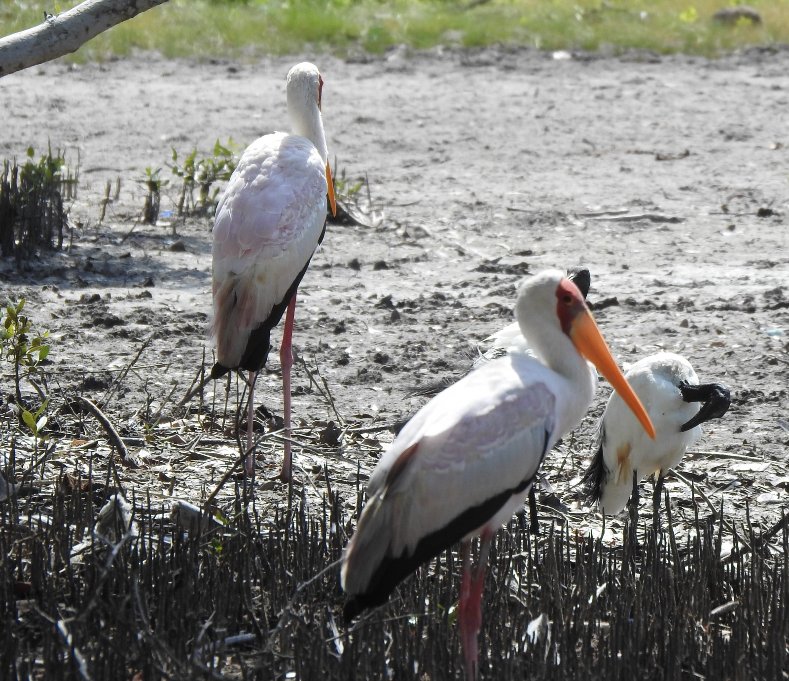 Bird Watching in Watamu