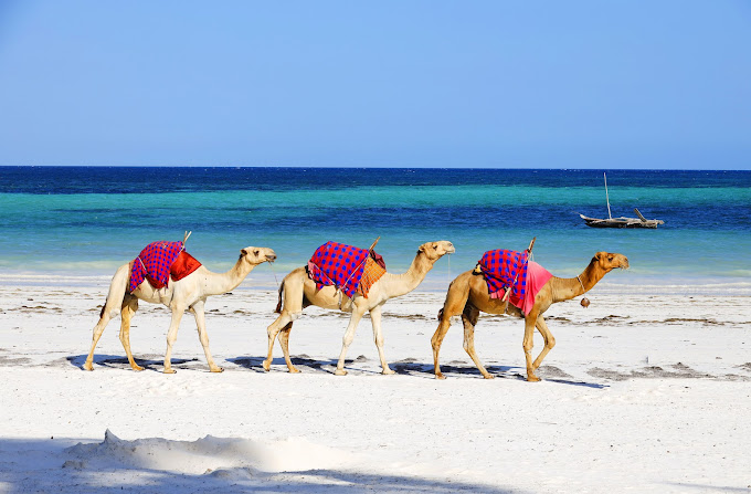Camel Riding – Diani Beach