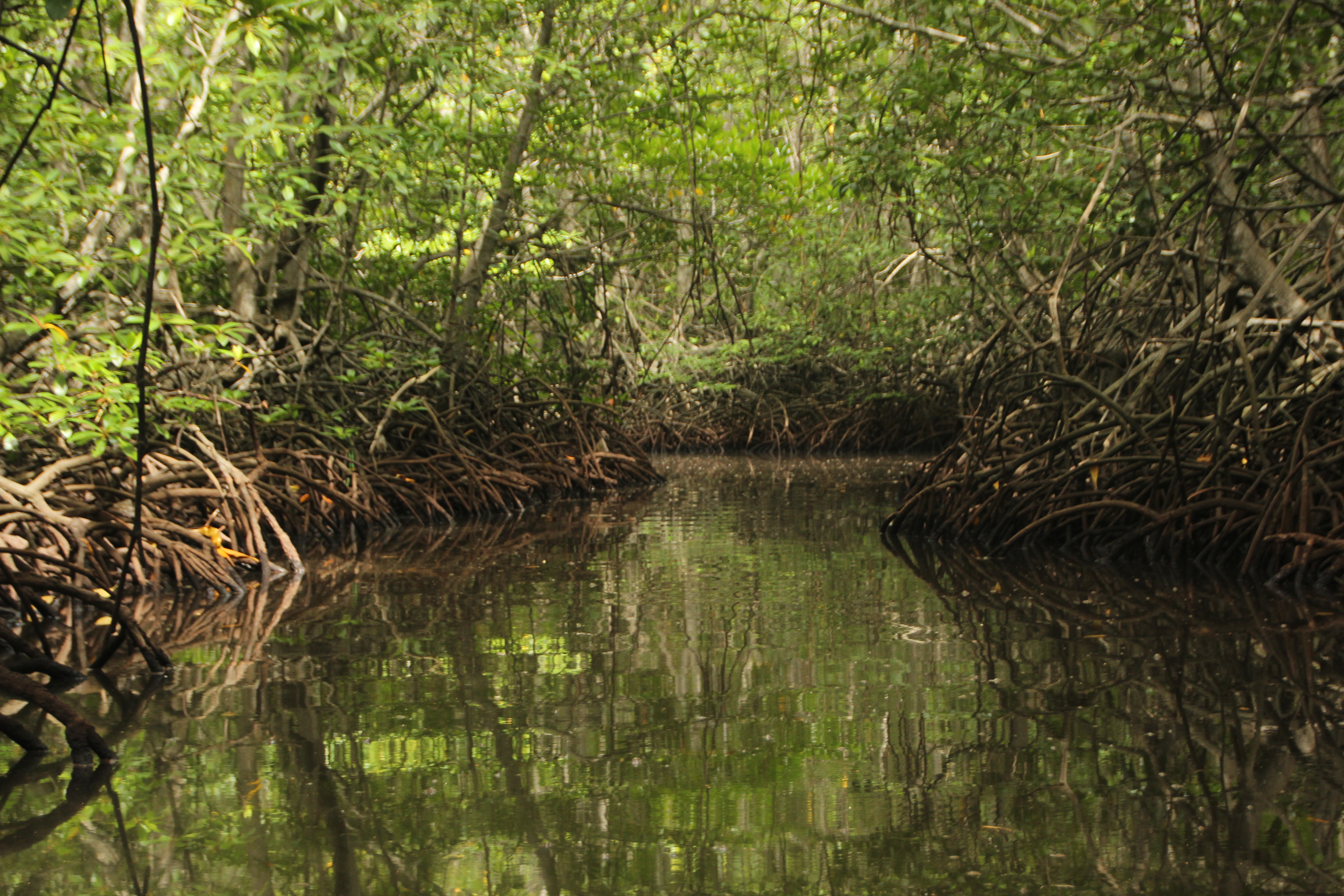 Mangrove Drift