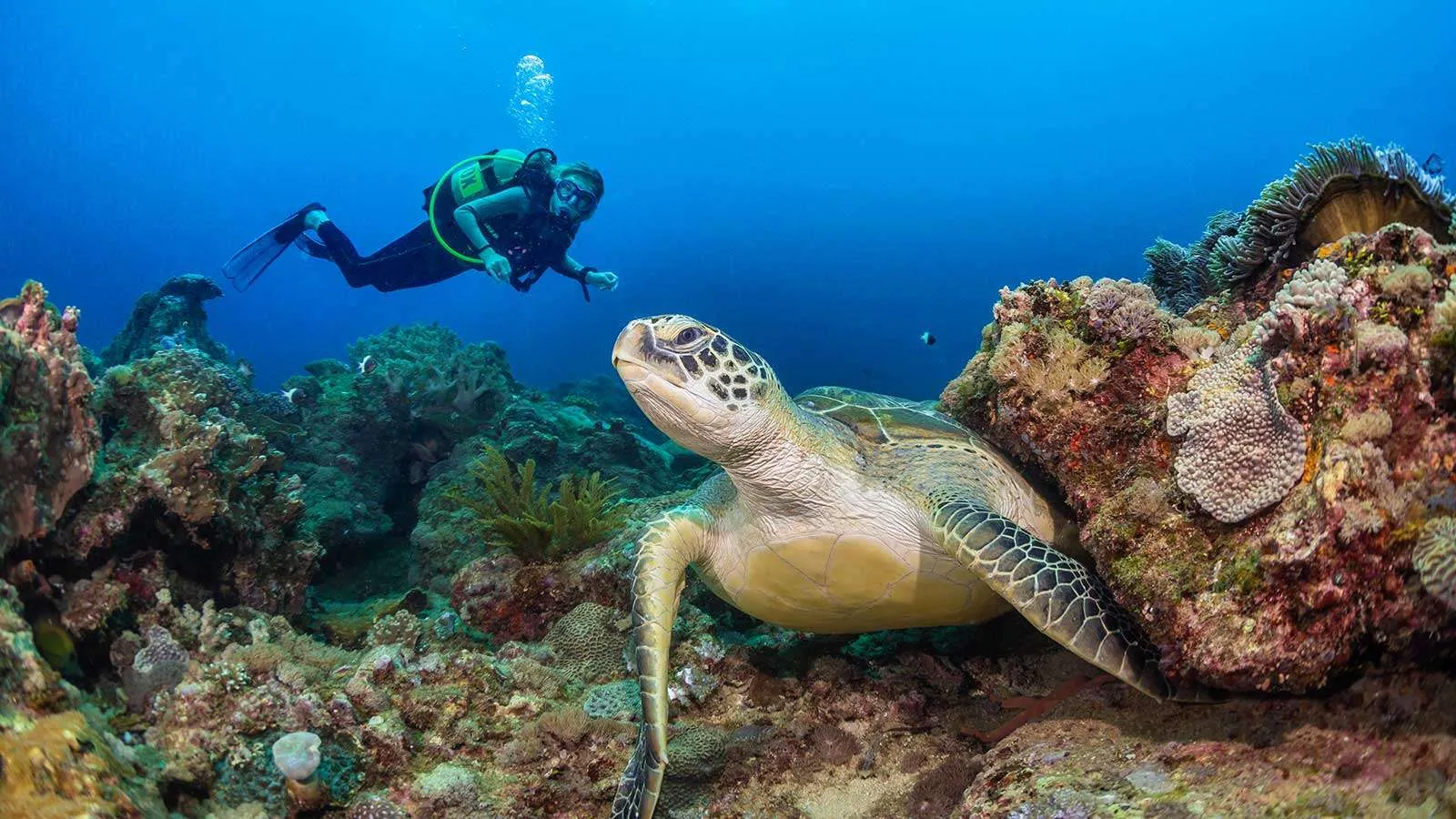 Scuba Diving - Diani Reef & Marine Park