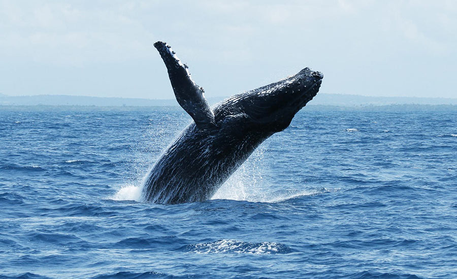 Whale Watching in Watamu